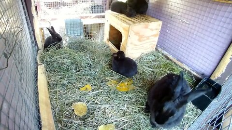 Young rabbits growing with mom