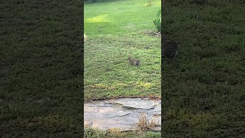 Janet’s Chicken Ranch