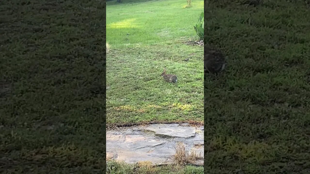 Janet’s Chicken Ranch