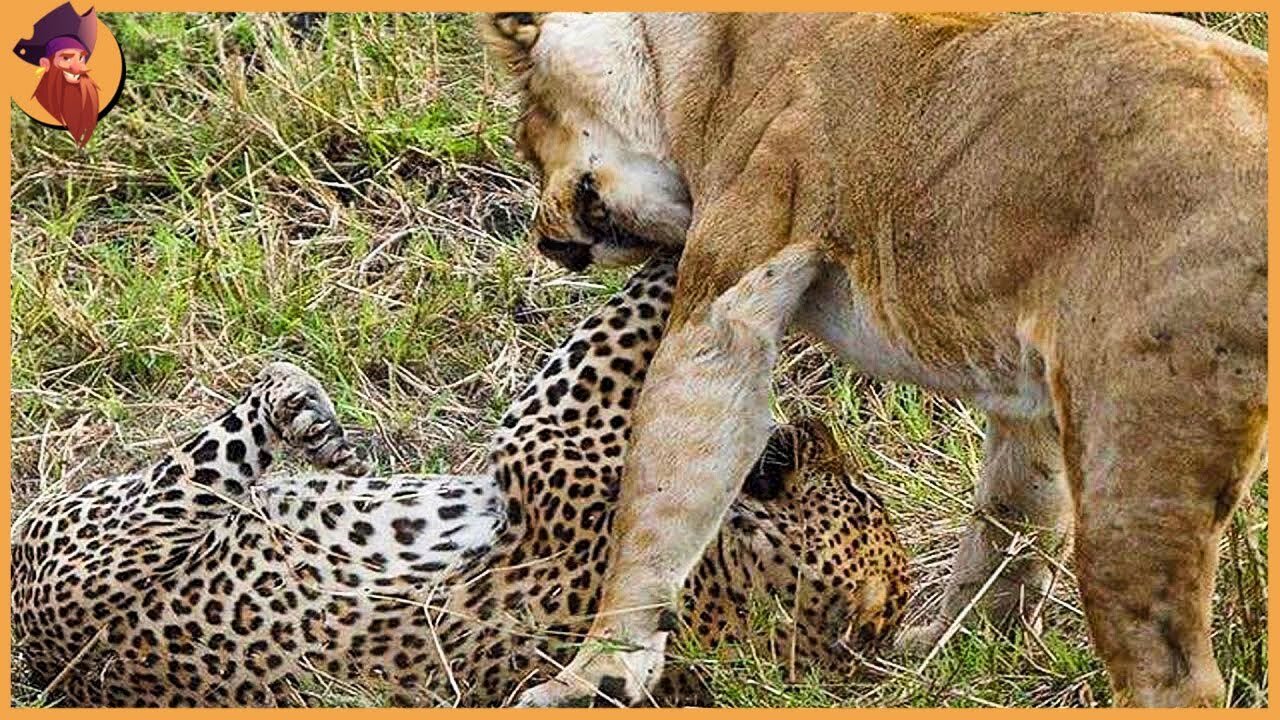 Moments When Lions And Leopards Fight Savagely In The Wild