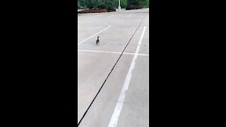 Duck standing in the middle of train Yards parking lot