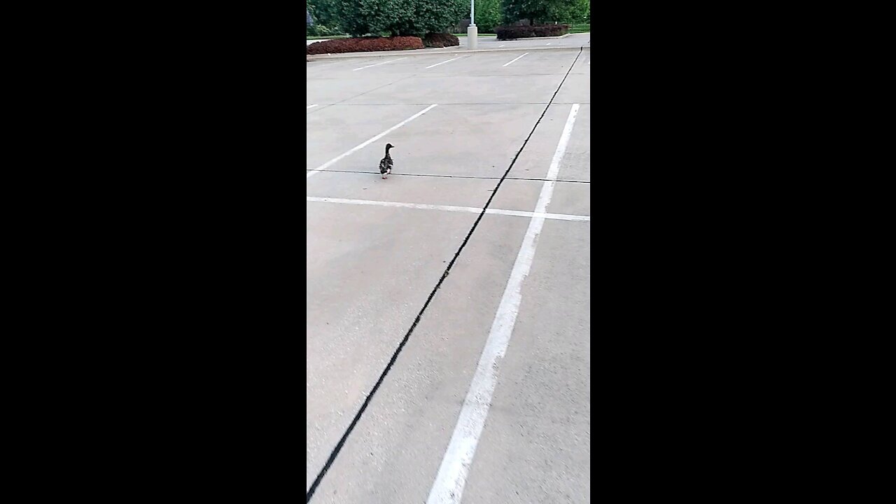 Duck standing in the middle of train Yards parking lot