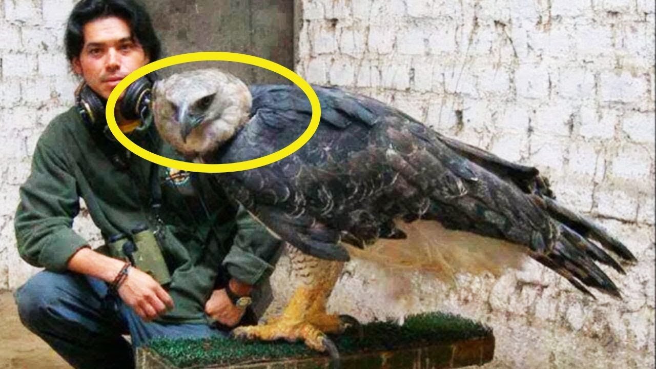 This GIANT Bird Is One Of The Largest In The World, And You Wouldn’t Want To Mess With It