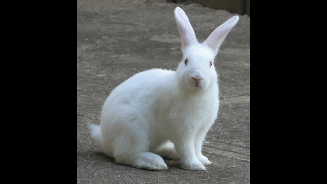 Cute Bunnys