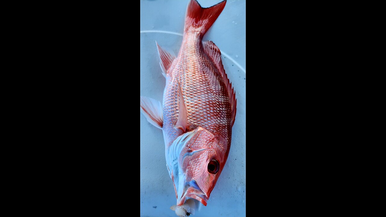 An amazing way to scale your fish!