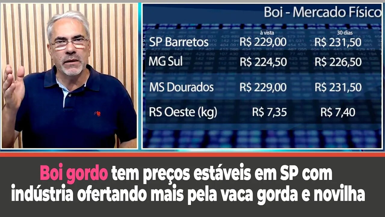 Boi gordo tem preços estáveis em SP com indústria ofertando mais pela vaca gorda e novilha