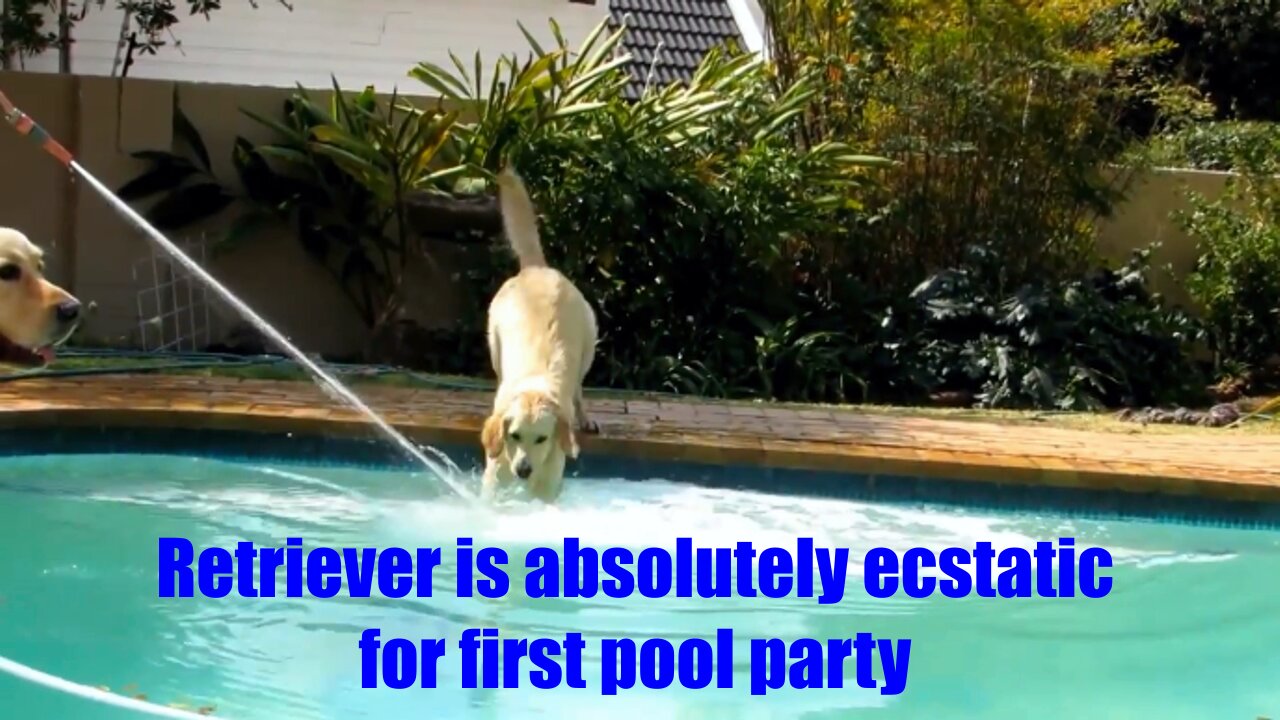 Golden Retriever dog is absolutely ecstatic for first pool party.