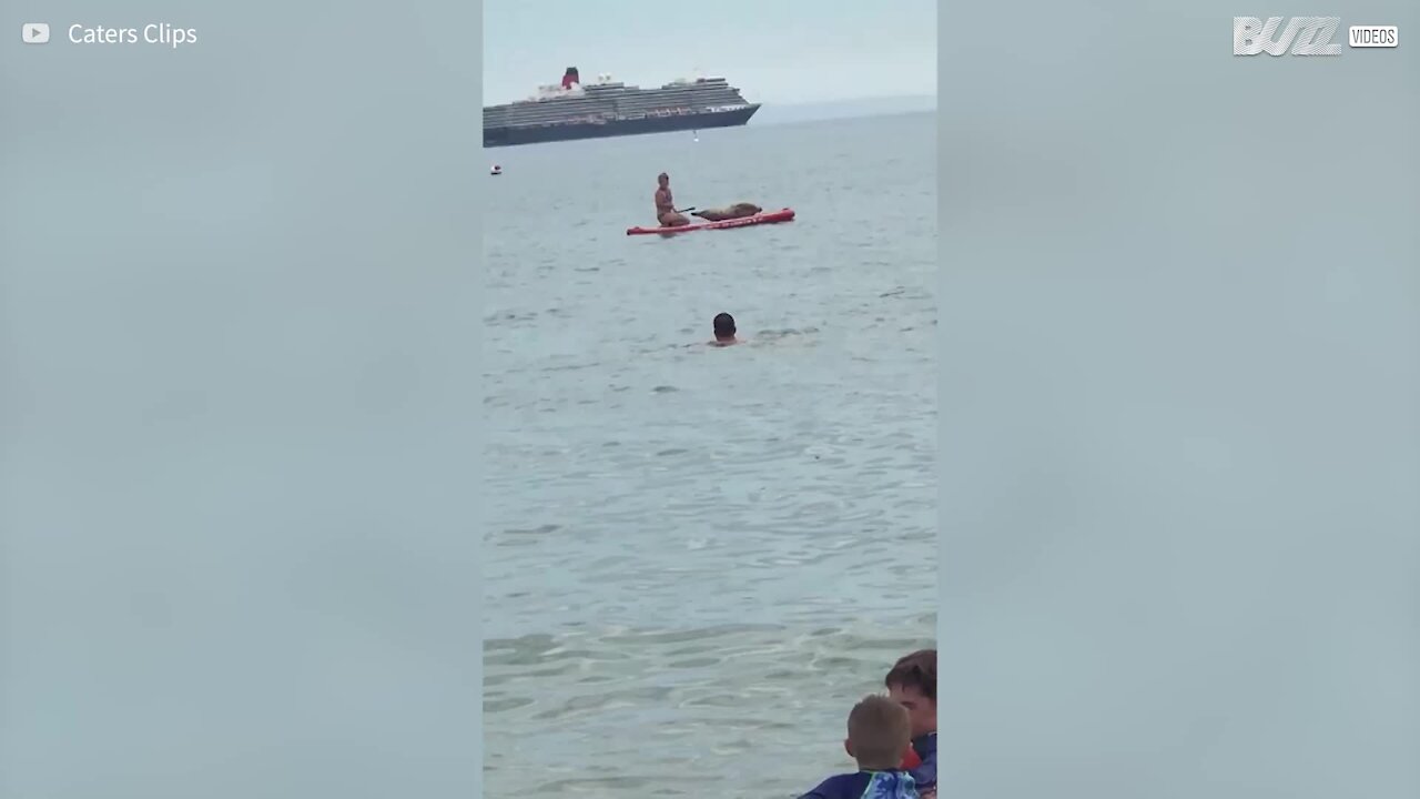 Foca sobe para cima da prancha durante passeio de paddle