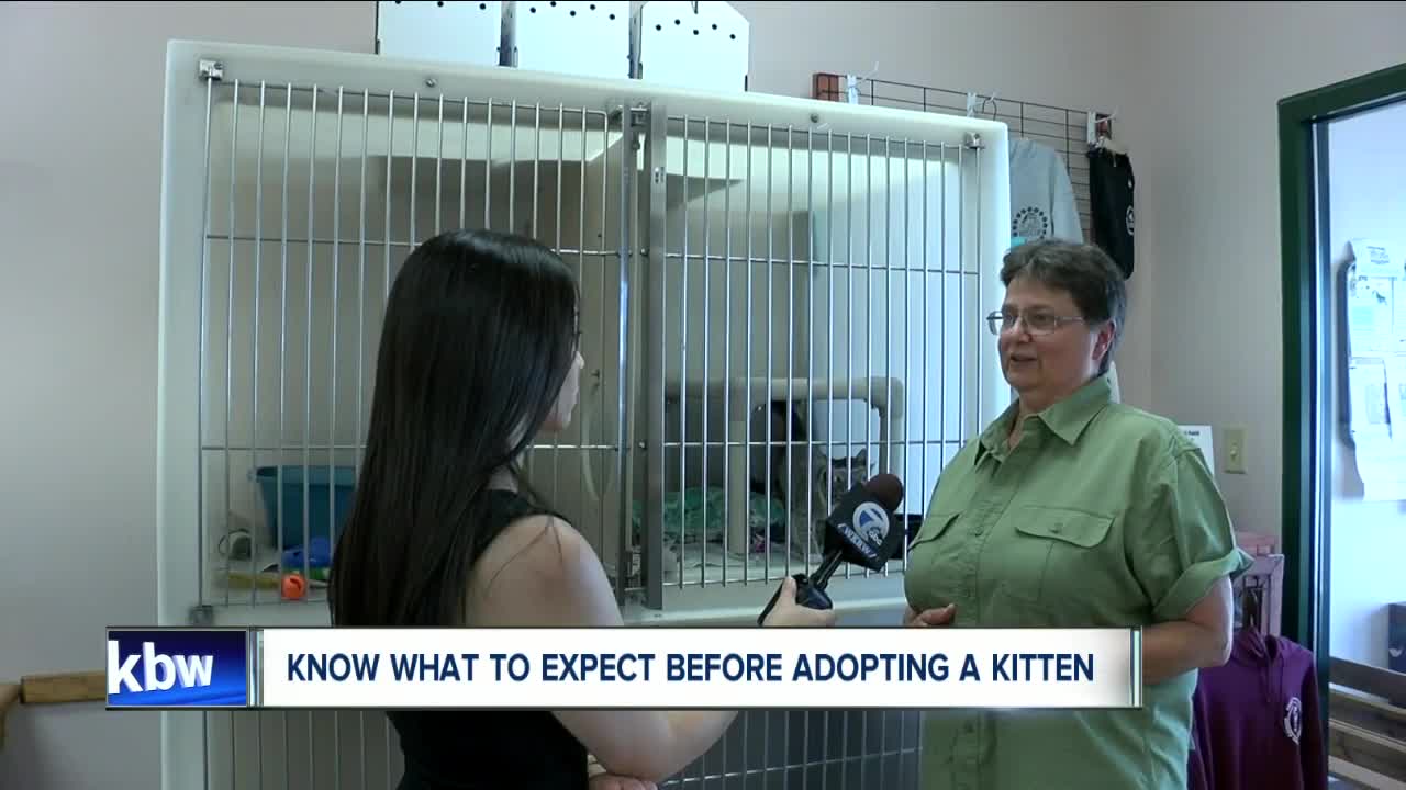 How to be prepared and know what to expect before adopting a kitten