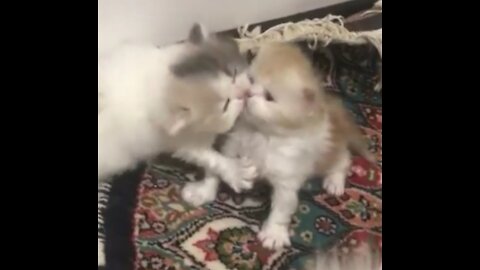 Two Cute Baby Cats Hug and kiss Each other