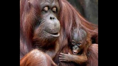 At Chicago's Brookfield Zoo, a two-week-old baby orangutan made her debut