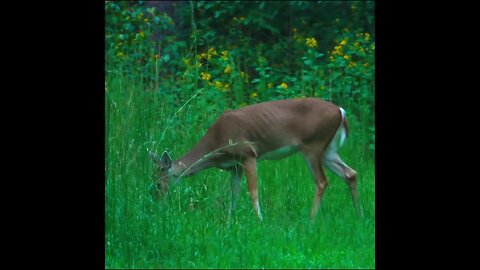 4k deer on the field