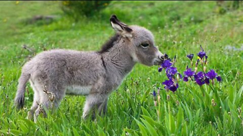 Baby donkey gets an adorable case of the