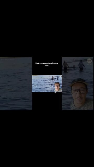 Alligator goes after Texas swimmers