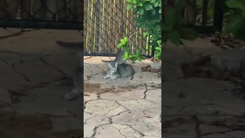 Kitten playing with Mom’s tail