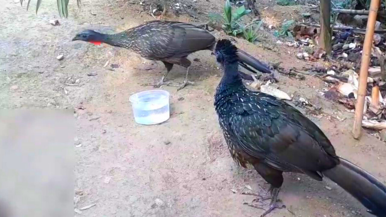 Dois Jacus em Ação: Caçada por Comida e Água na Natureza!