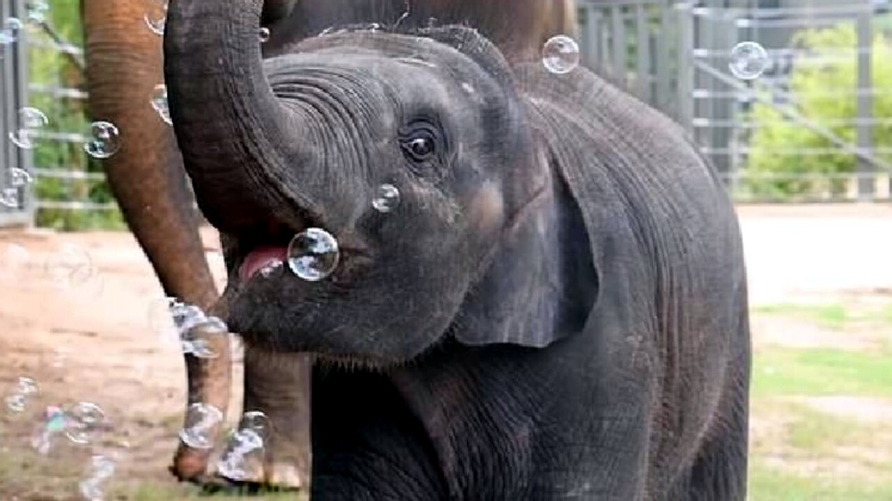 Cute Video: Baby Elephant Playing With Bubbles 🐘