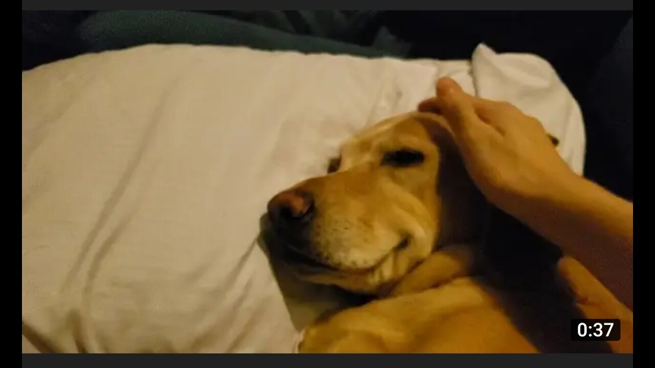 Waking up a thankful dog having a nightmare