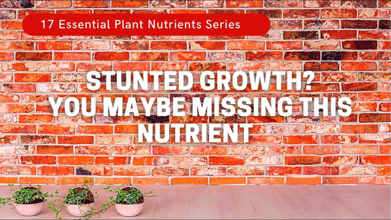 Why Plants Need Boron For New Growth. & Why Excess Calcium Can Cause Deficiencies. Plantmas ep. 6