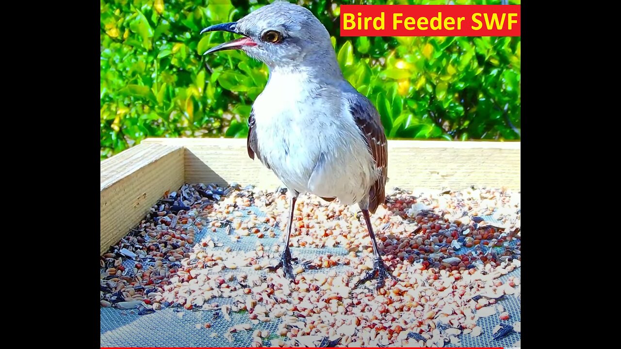 Florida Bird Feeder SWFL Live Camera HD