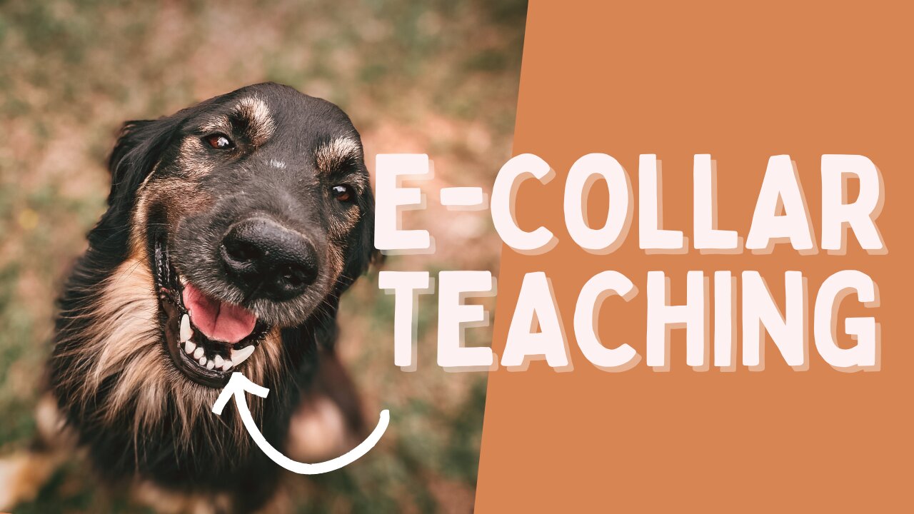 How to Teach Your Dog With E-Collar