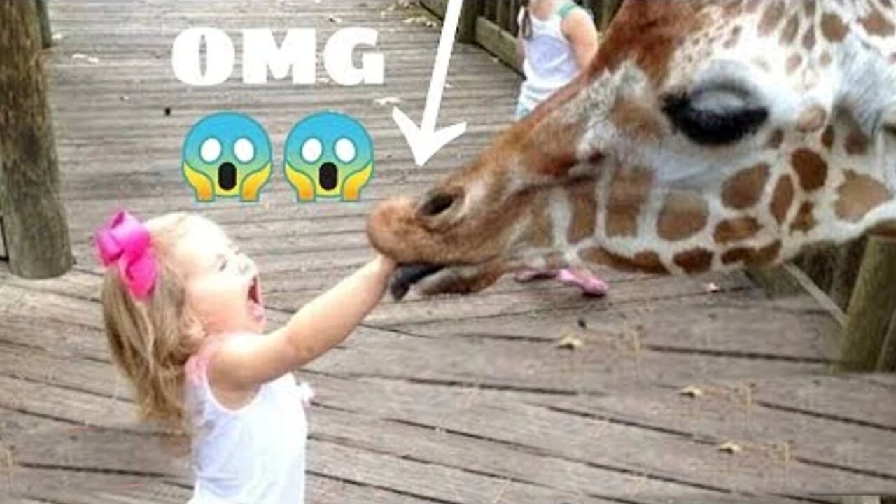 funny animal videos | animal life compilation | try to not augh