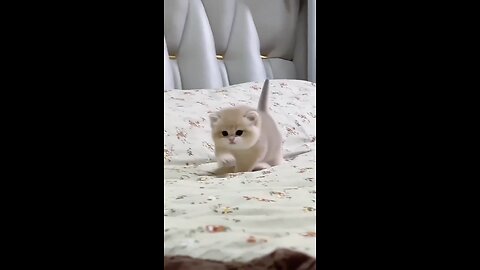 Cute baby kitten sounds