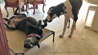 Sleepy Great Dane Ignores Attempts To Wake Her Up