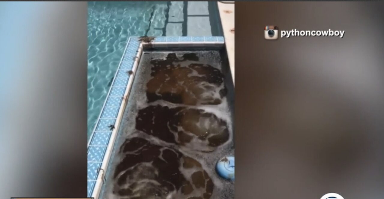 Iguanas leave unsavory surprise in family hot tub