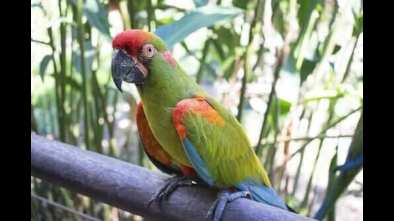 red brow macaw 🐦🐦🐦