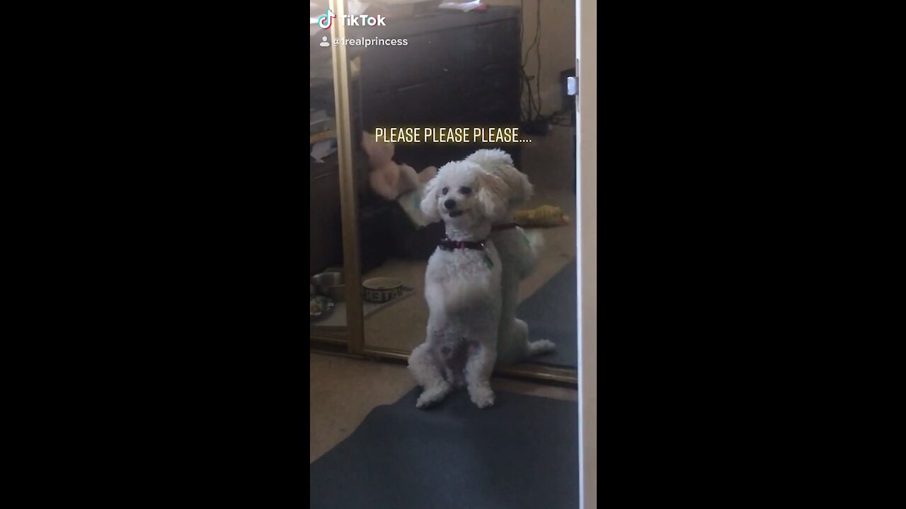 Cute poodle knows to beg naturally 🐩