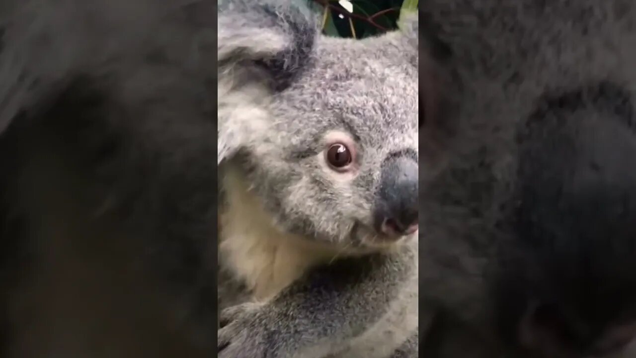 😊 to baby Elsa the koala 🥹💛 #shorts #viral #subscribe #funny #toutubeshorts