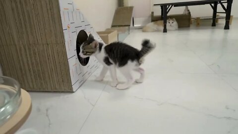 The Rescued Kitten Shows His Power to the Big Cat with a Punch#shorts