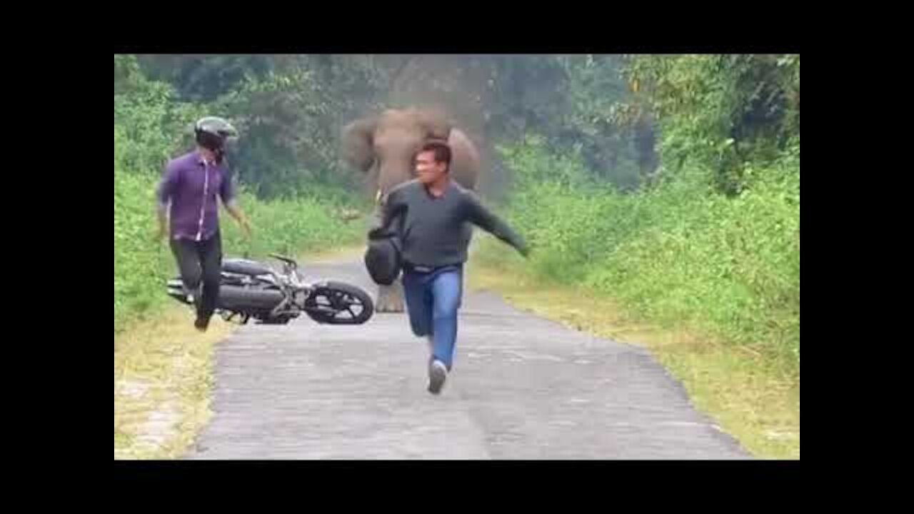 Latest And Top Funny Videos human vs elephant