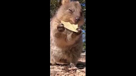 Funny animal Videos