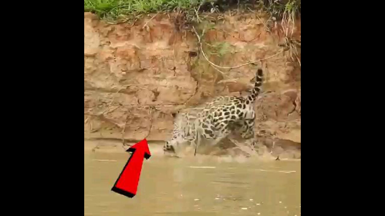 tiger eating a snake