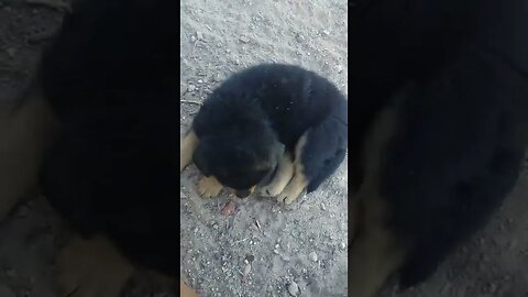 Brownie, Jethro playing, Bear Being Lazy