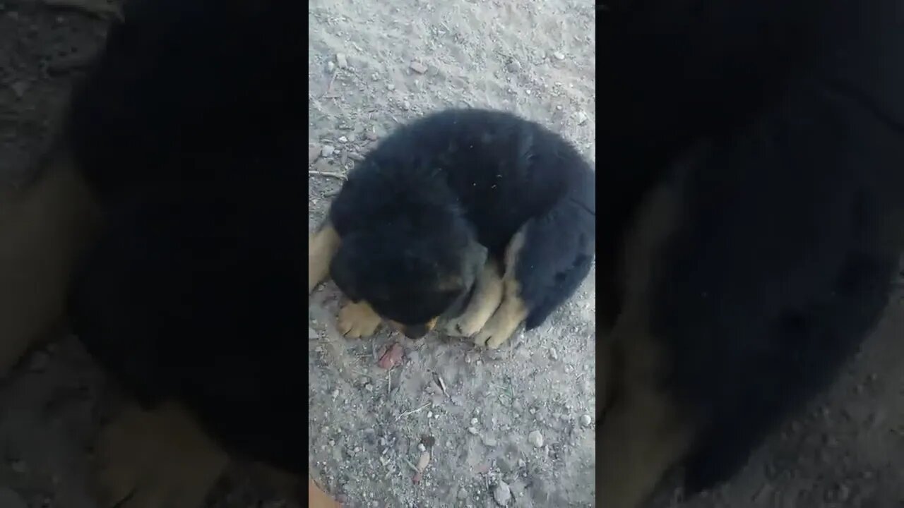 Brownie, Jethro playing, Bear Being Lazy