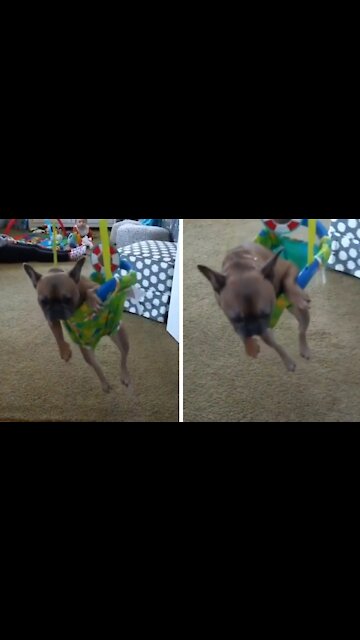 Dog rocking in its own rocking cradle