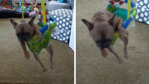 Dog rocking in its own rocking cradle