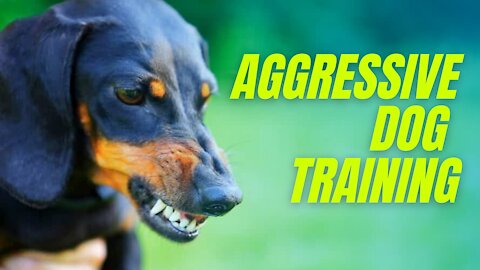 Make Dog Become Fully Aggressive With Some Tips