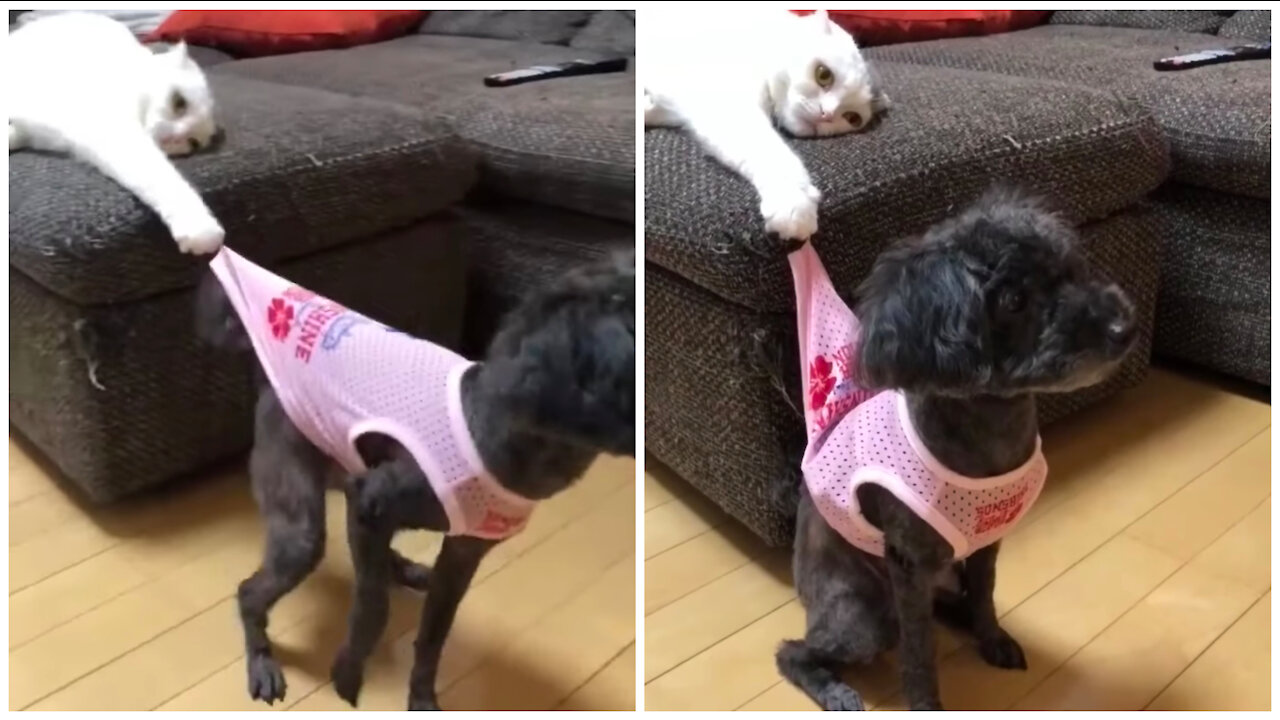Dog and cat playing in house