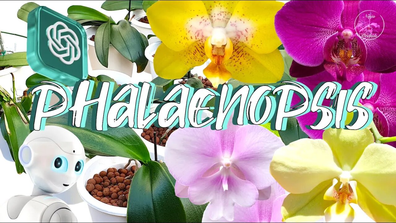 How to CARE for Phalaenopsis Orchids | ChatGPT4 Results June 2023 #ninjaorchids