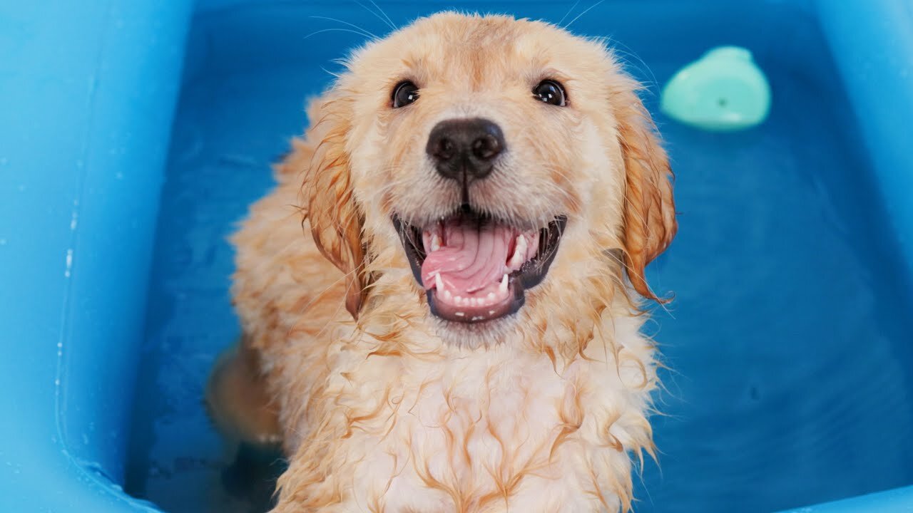 Puppy's First Bath!