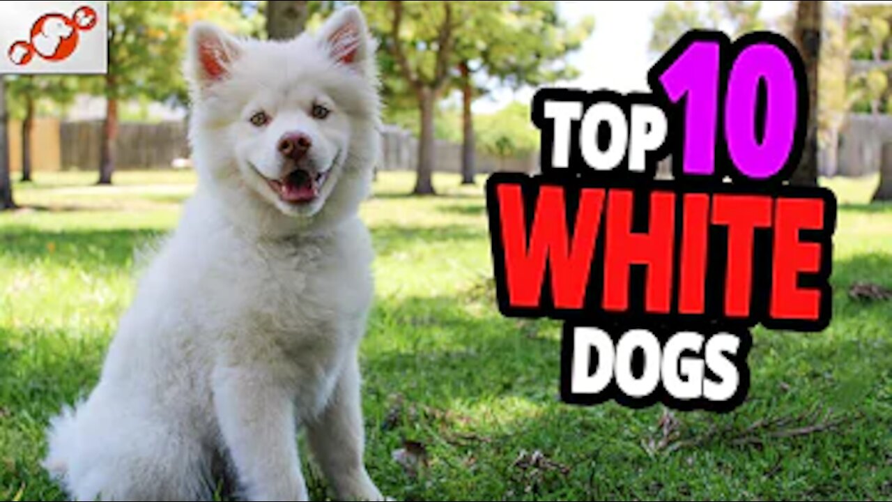 🐕 White Dogs - TOP 10 White Dog Breeds!