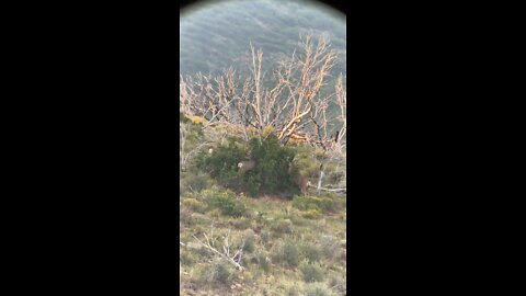 Bunch of Bucks in a Bush