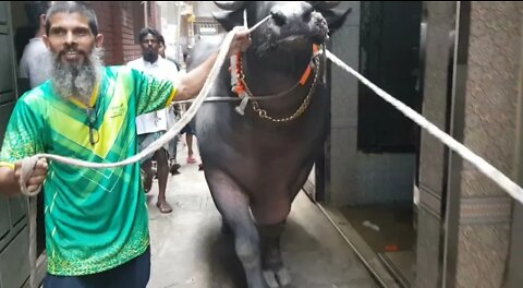 BIGGEST BUFFALO BLACK DIAMOND OF LALBAG DHAKA BANGLADESH