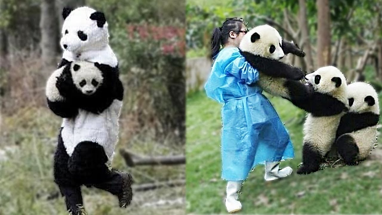 Panda funny moments