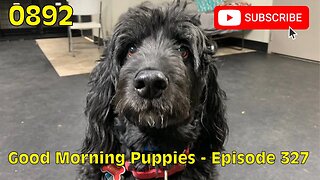 [0892] GOOD MORNING PUPPIES - EPISODE 327 [#dogs #doggos #doggos #puppies #dogdaycare]