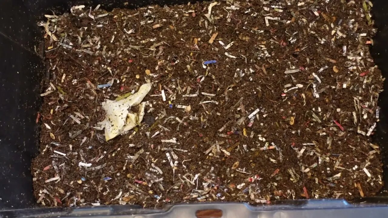 Worm Wednesday Feeding Original Red Wiggler Bin